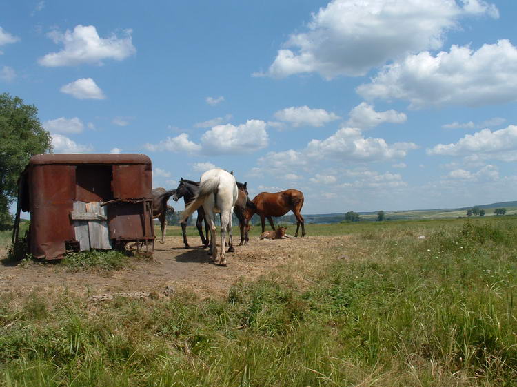 Ukraicy lubuj si w koniach czsto mijalimy aki z pasacymi si komi.